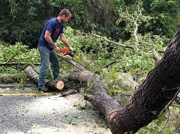 Why Choose Our Tree Removal Services in Trabuco Canyon, CA?