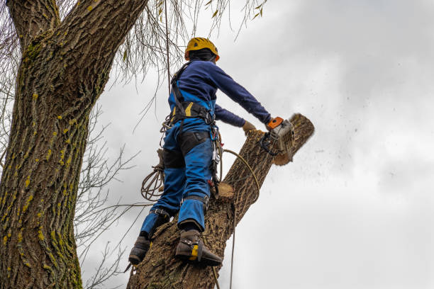 Mulching Services in Trabuco Canyon, CA