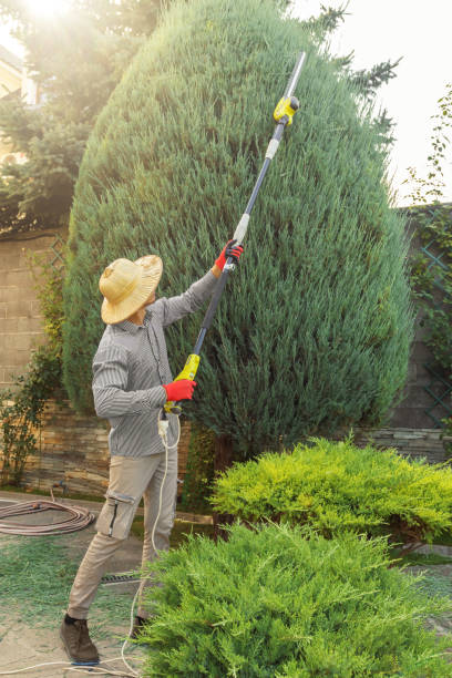 Landscape Design and Installation in Trabuco Canyon, CA